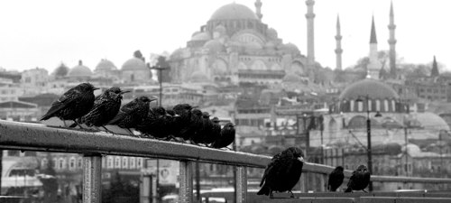 MARUF21 Başladı