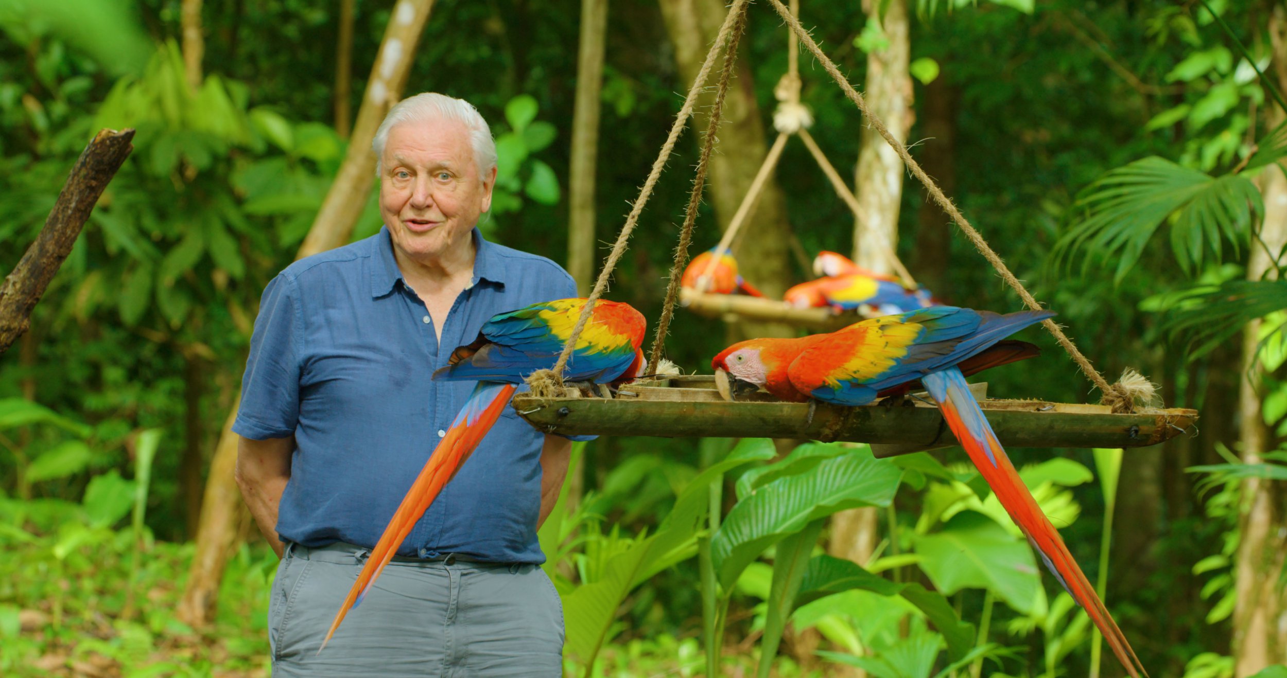 Çocuk Gözlü Bir Doğa Tarihi Anlatıcısı: Davıd Attenborough}